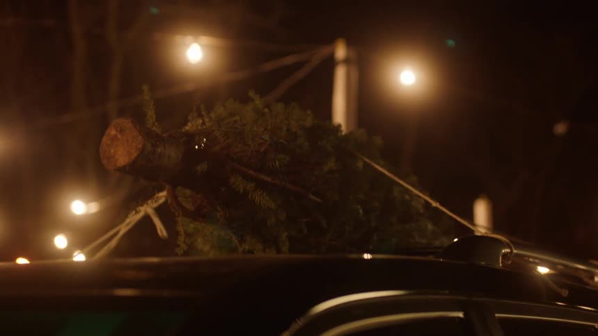 A tree is tied to the top of a vehicle
