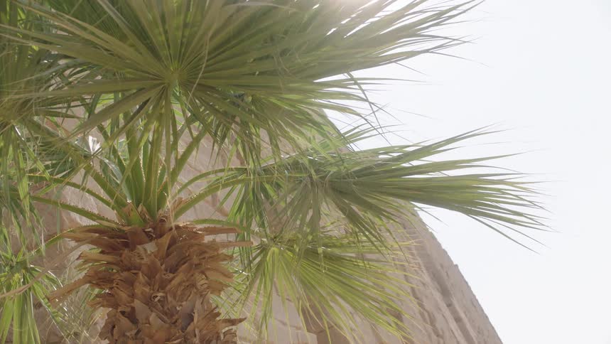 A low angle shot of a green palm tree blowing in the wind on a sunny day with an ancient wall in the background