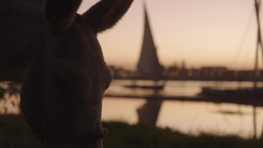 A silhouetted donkey grazes peacefully by the Nile River at sunset as a traditional felucca sailboat passes the illuminated city of Luxor, Egypt