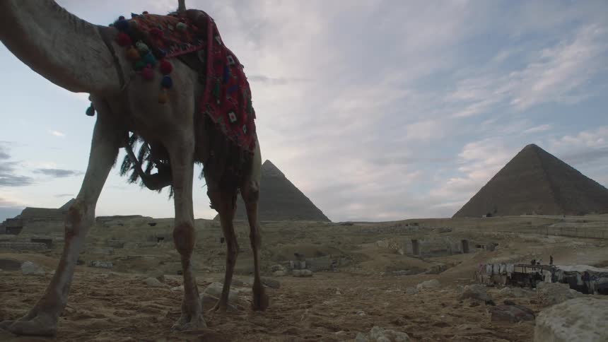 A man in traditional clothing leads his saddled camel past the camera in slow motion, with the majestic Pyramids of Giza standing in the background at dusk