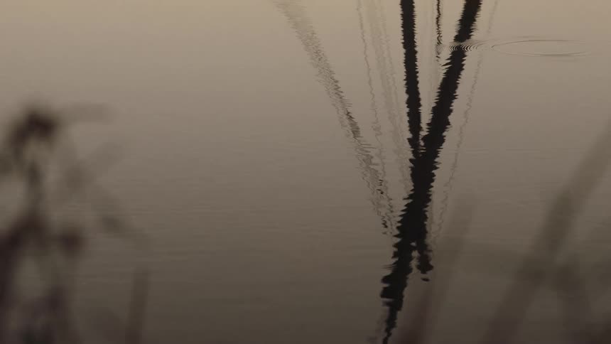 The abstract reflection of a power pole creates dark patterns on the calm, rippling surface of a pond
