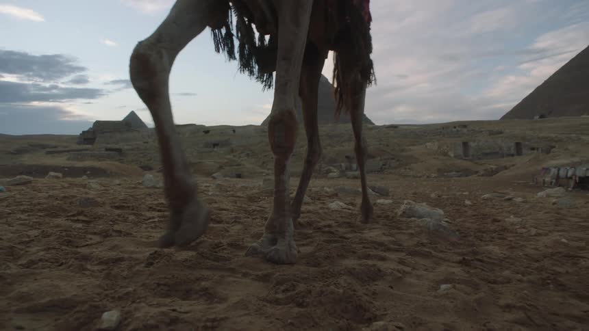 A low-angle slow-motion shot of a camel's feet walking through the desert sand with the Great Pyramids of Giza in the background at dusk