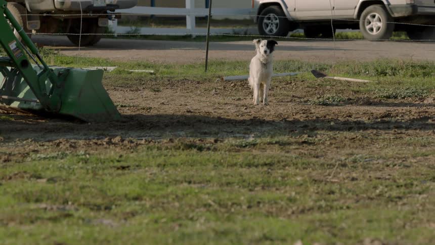 A white and black dog walks near a farm