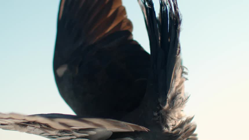 A bird's wings and tail move as it flies