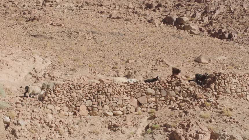 A herd of sheep and goats rests on a rocky terrace in a barren, sun-scorched desert mountain landscape