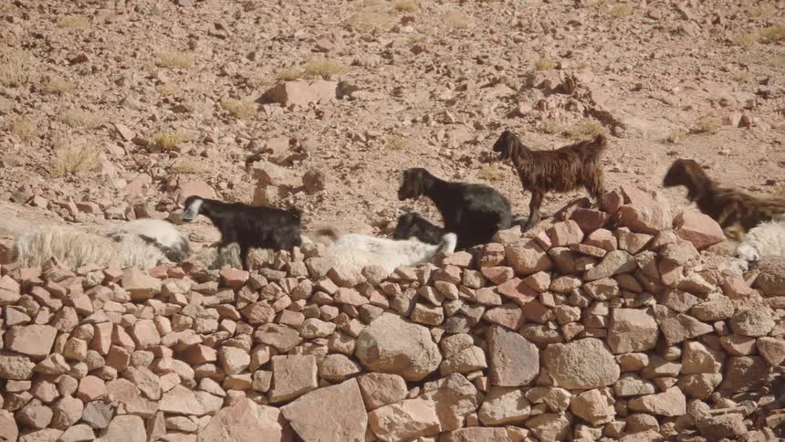 A herd of goats walks and rests along a stone wall on a rocky, sunlit mountainside