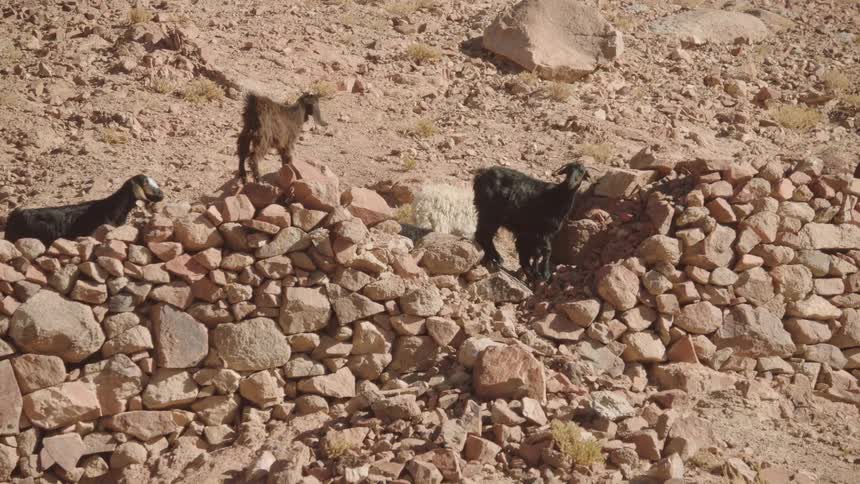 A herd of goats rests on a rocky stone wall in a dry, mountainous desert landscape