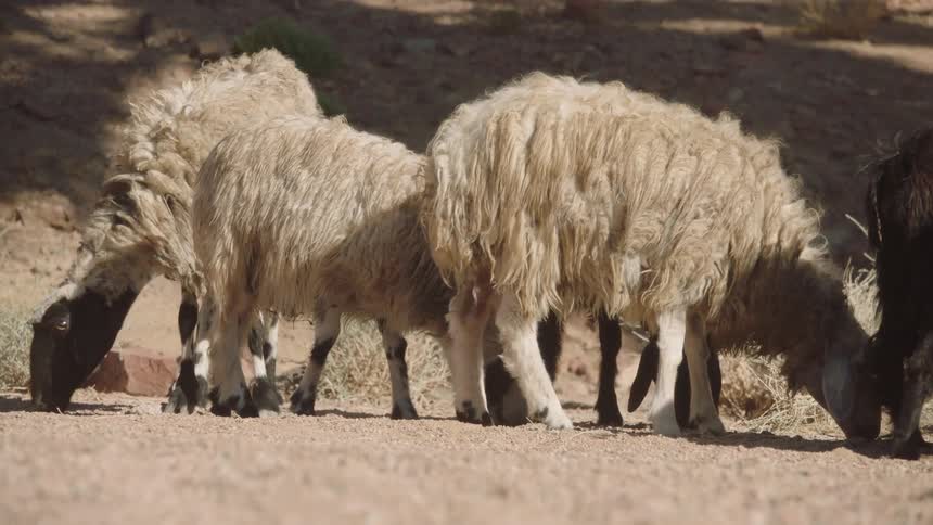 A small flock of shaggy sheep grazes together on dry vegetation in a sunny, arid landscape