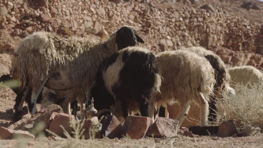 A small flock of sheep graze in a dry, rocky canyon with a traditional teapot on the ground