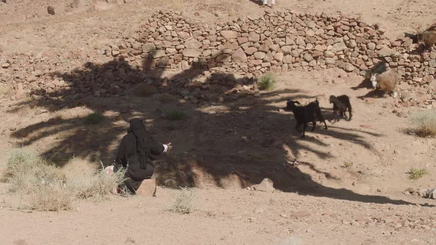 A woman in a black abaya rests in the distinct shadow of a palm tree while a herd of goats passes by in the hot desert