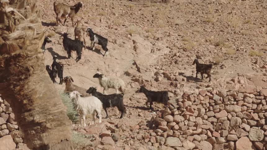 A herd of goats and sheep leisurely walk up a rocky, sunlit hillside in slow motion