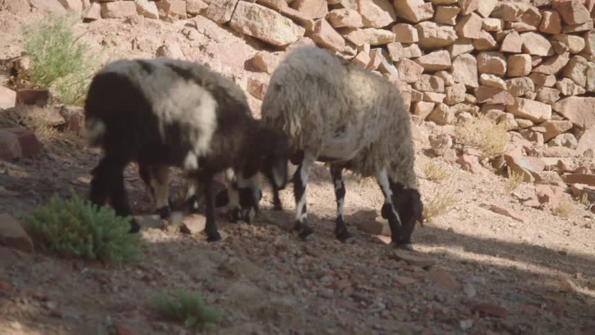 Three shaggy sheep graze on a rocky, sunlit mountainside next to a stone wall