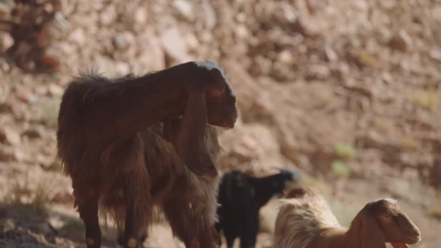 Slow motion close-up of a shaggy, floppy-eared goat chewing on a rocky mountainside in the bright sun