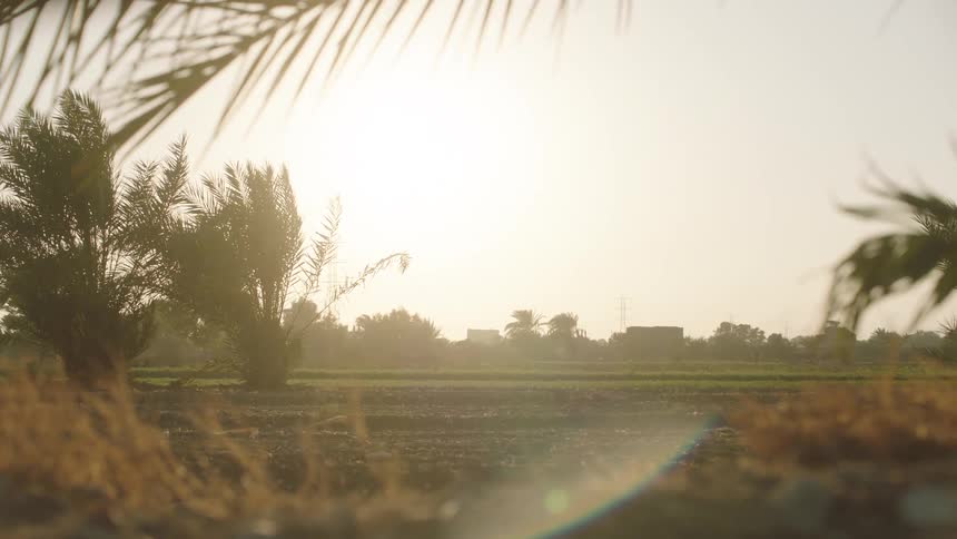 A sun-drenched rural landscape is framed by palm fronds as a gentle breeze blows across a plowed field