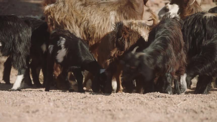 A low-angle shot of a herd of shaggy goats and kids eating from the dry, sandy ground together