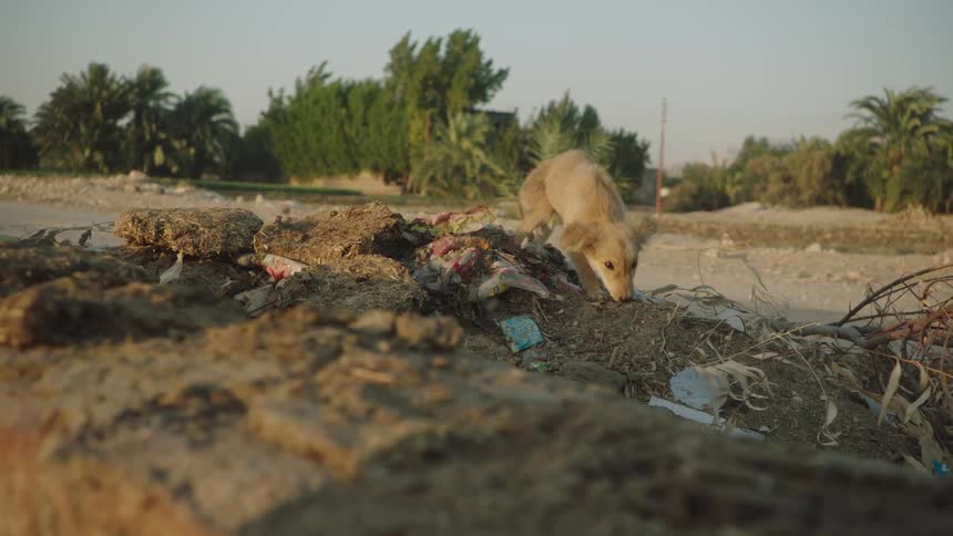 A stray puppy scavenges for food in a pile of trash on the side of a rural road during a warm sunset