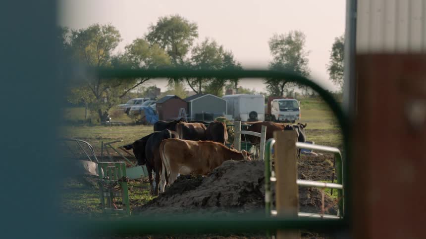 Several cows gathered near a farm fence
