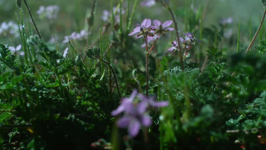 Purple wild flowers and grass in a field