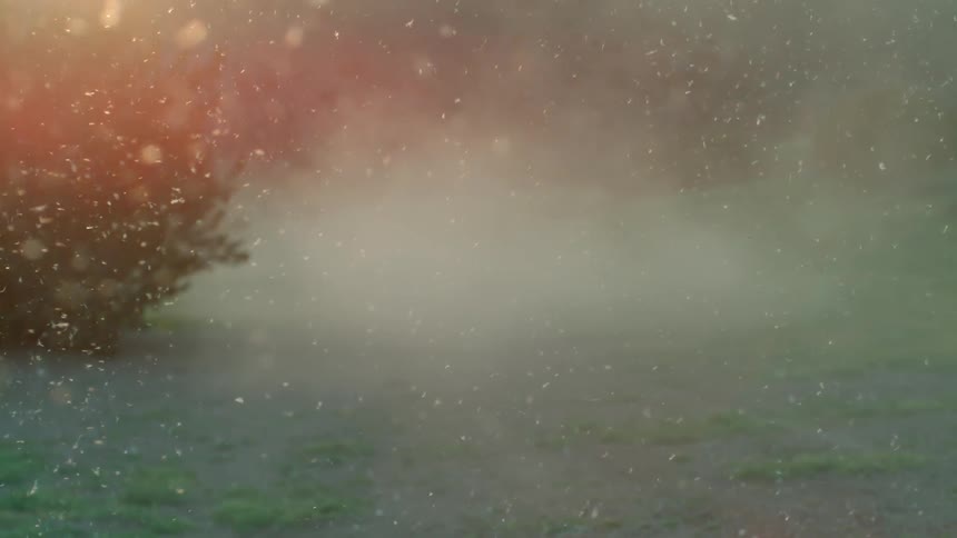 Snow swirling around a bush