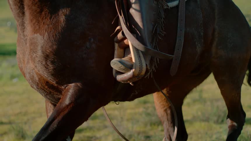 A horse is running on the green grass