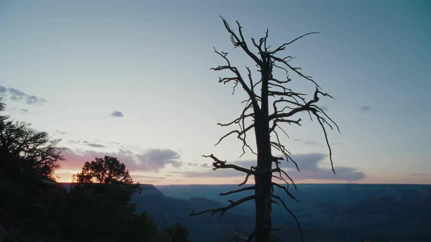 A silhouetted dead tree stands tall against the colorful twilight sky overlooking a vast canyon