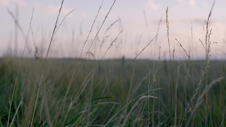 The wind blows through blades of grass in a rural field at sunset