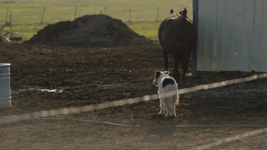 Cow walking away from a dog on farm