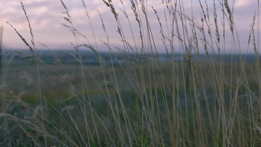 The grass is very tall on a windy day