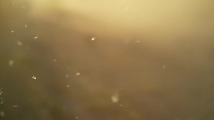 The area is blurry with dust floating around