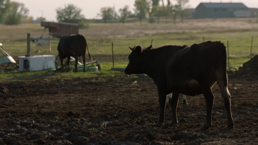 Cows stand together behind a fence on a farm