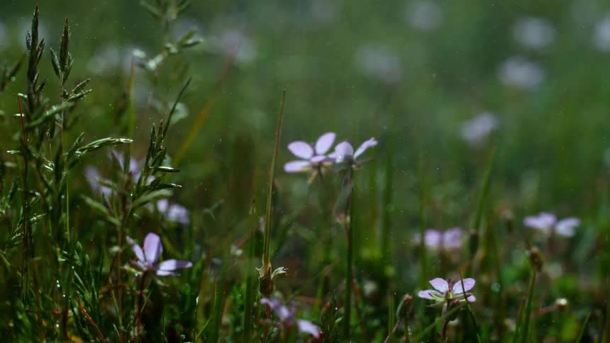 Small flowers line the grass