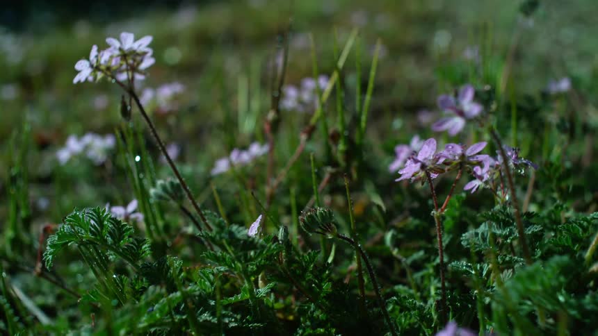 Purple flowers in a grassy field