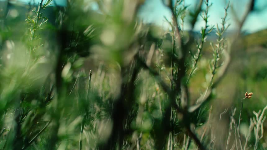 Wind blows the tall weeds on the hillside