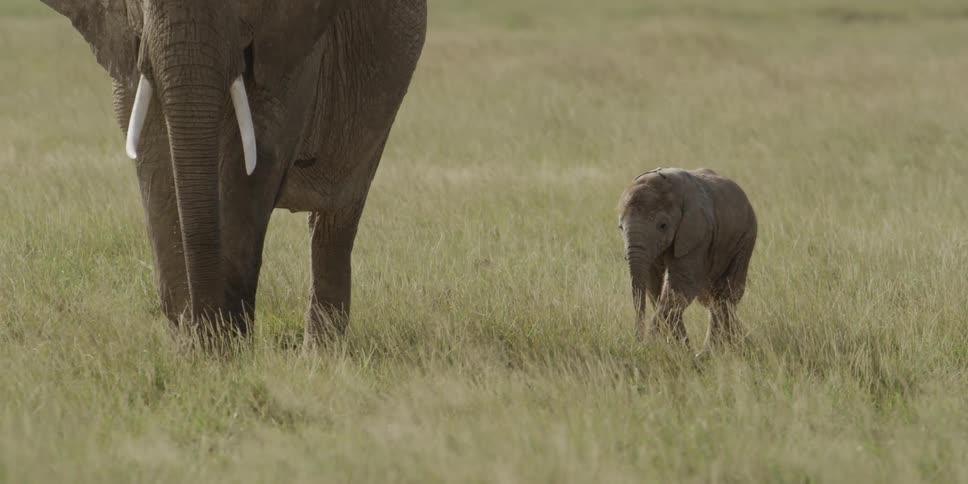 A baby elephant following an adult elephant through tall grass