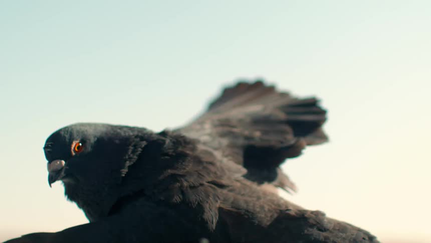 A bird flaps its wings and flies in the sky