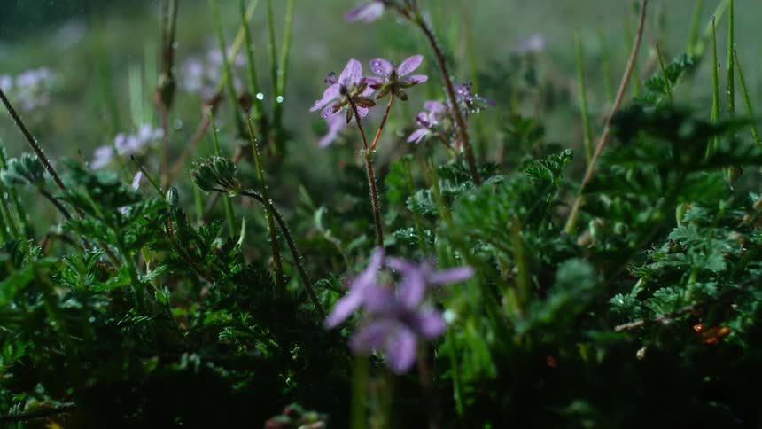 Purple flowers and green leaves in a meadow