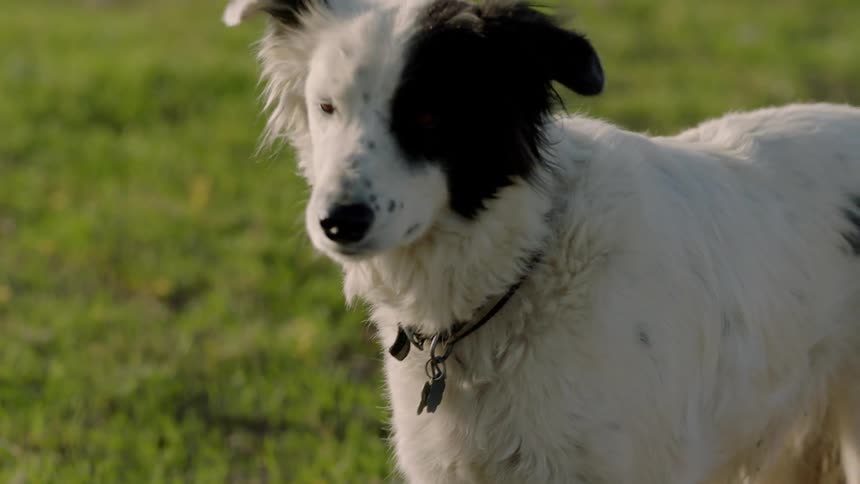 A dog stands on a grassy lawn