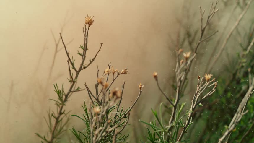 Dirt and dust fly over shrubs