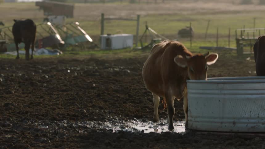 Cows drink water from a large metal tub