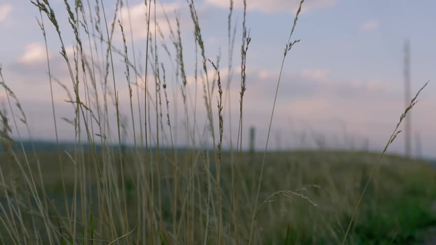 The wind blows through blades of grass in a rural field