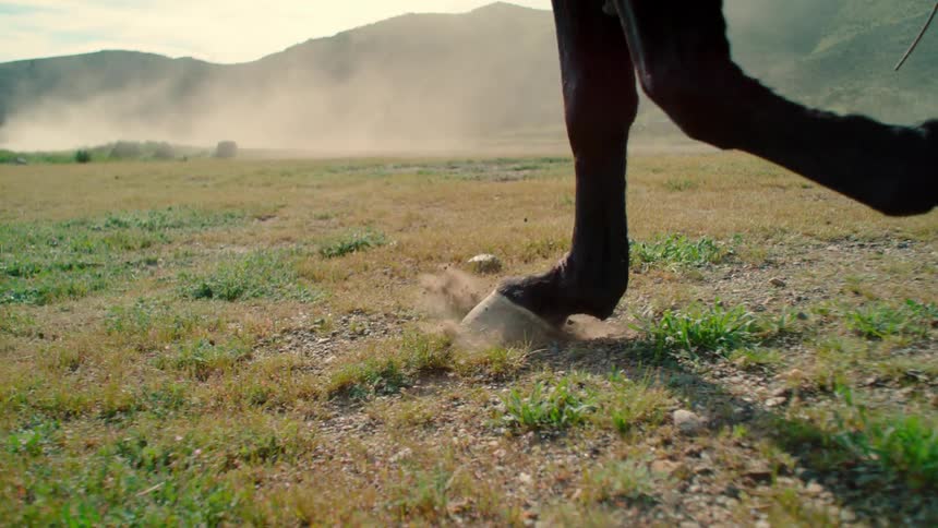 A horse races on the field