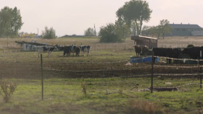 A herd of cows is in the distance