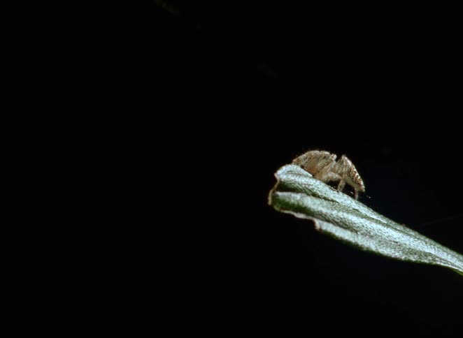 An extreme close-up of a small jumping spider sitting on the edge of a leaf against a black background