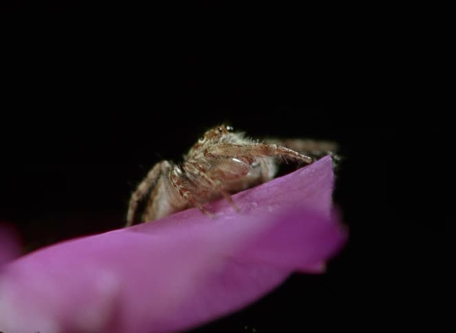 A fascinating macro view of a jumping spider performing a complex courtship dance on a purple flower petal