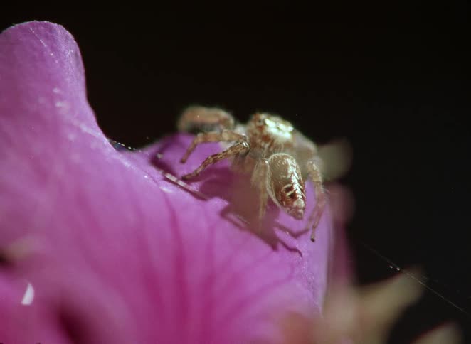 A macro close-up of a small jumping spider sitting on a vibrant pink flower petal against a black background