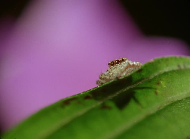 A tiny jumping spider with large eyes sits on a green leaf before crawling away in this extreme macro shot with a purple flower in the background