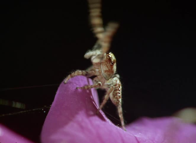 An extreme close-up captures a small jumping spider's elaborate courtship dance on a bright pink flower petal