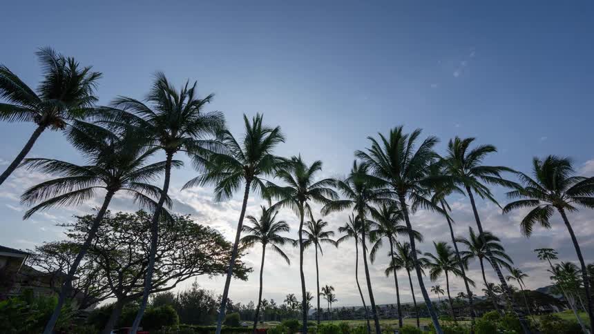 A time-lapse of the sun rising behind a row of tall palm trees as clouds pass overhead