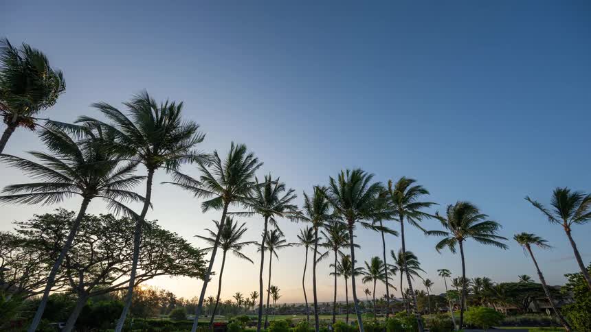 A beautiful timelapse captures the sun rising behind a row of tropical palm trees blowing in the wind