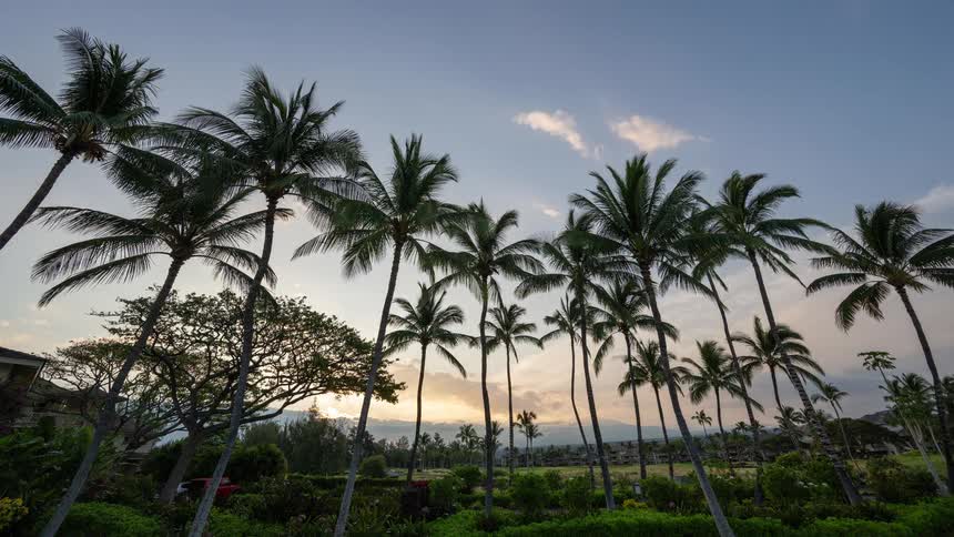 A serene time-lapse captures the sun rising behind a grove of tall palm trees in a lush tropical setting